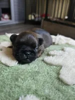 Derik, a male Brussels Griffon for sale in Pocola, OK – Photo 5 of 5