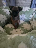 Derik, a male Brussels Griffon for sale in Pocola, OK – 7 of 8