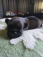 Derik, a male Brussels Griffon for sale in Pocola, OK – Photo 4 of 5