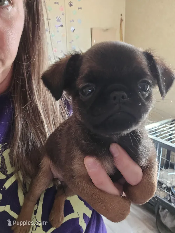 Dan(shipping included)