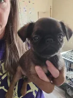 Dan(shipping included), a male Brussels Griffon for sale in Pocola, OK – Photo 1 of 8