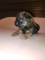 Dan(shipping included), a male Brussels Griffon for sale in Pocola, OK – Photo 4 of 8