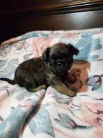 Dan(shipping included), a male Brussels Griffon for sale in Pocola, OK – Photo 7 of 8