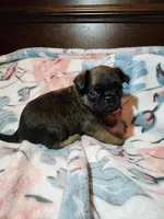 Dan(shipping included), a male Brussels Griffon for sale in Pocola, OK – Photo 2 of 8