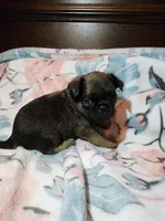 Dan(shipping included), a male Brussels Griffon for sale in Pocola, OK – Photo 8 of 8