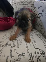 Dani(shipping included), a female Brussels Griffon for sale in Pocola, OK – Photo 4 of 9