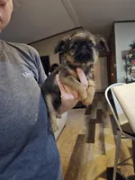 Dani(shipping included), a female Brussels Griffon for sale in Pocola, OK – Photo 6 of 9
