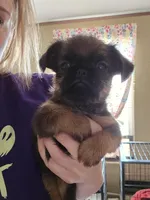 Dani(shipping included), a female Brussels Griffon for sale in Pocola, OK – Photo 8 of 9