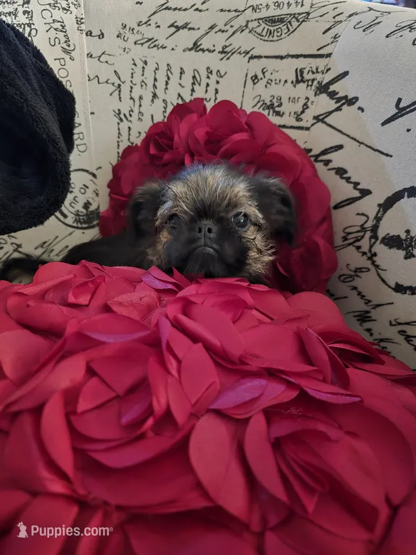 Dani(shipping included)