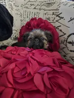 Dani(shipping included), a female Brussels Griffon for sale in Pocola, OK – Photo 1 of 9