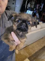 Dani(shipping included), a female Brussels Griffon for sale in Pocola, OK – Photo 5 of 9