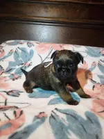 Dani(shipping included), a female Brussels Griffon for sale in Pocola, OK – Photo 9 of 9