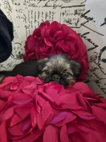 Dani(shipping included), a female Brussels Griffon for sale in Pocola, OK – Photo 3 of 9