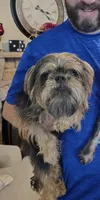 Lydia(pet only), a female Brussels Griffon for sale in Pocola, OK – Photo 3 of 3