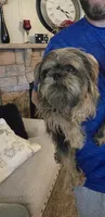 Lydia(pet only), a female Brussels Griffon for sale in Pocola, OK – Photo 2 of 3