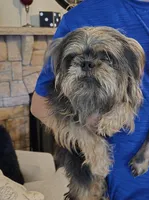 Lydia(pet only), a female Brussels Griffon for sale in Pocola, OK – Photo 1 of 3