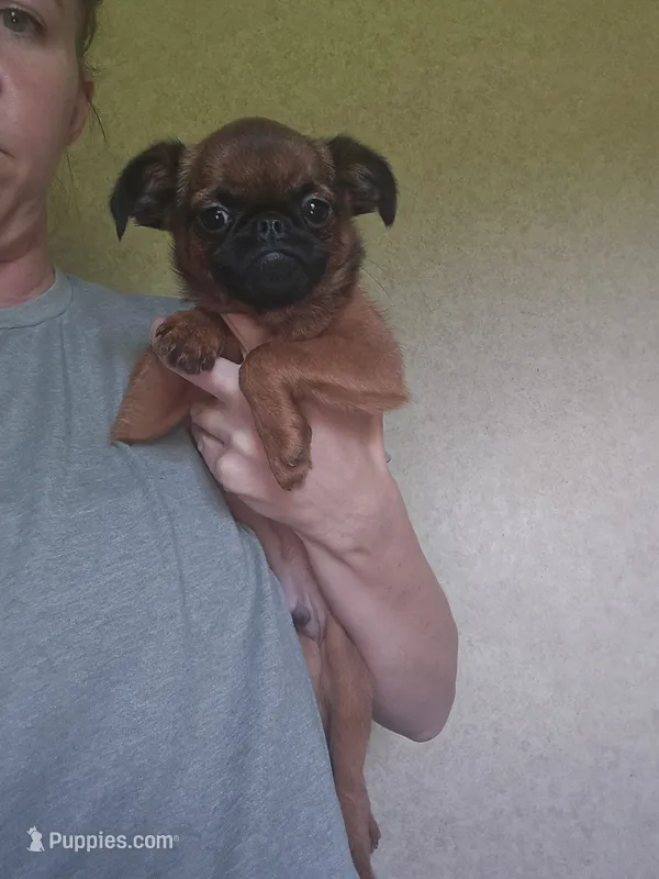 Derik – Brussels Griffon puppy for sale in Pocola, OK