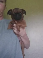 Derik, a male Brussels Griffon for sale in Pocola, OK – 1 of 10