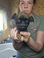 Cane, a male Brussels Griffon for sale in Pocola, OK – Photo 1 of 4