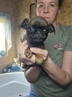 Cane, a male Brussels Griffon for sale in Pocola, OK – Photo 2 of 4