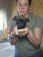 Cane, a male Brussels Griffon for sale in Pocola, OK – Photo 4 of 4