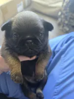 Dwayne , a male Brussels Griffon for sale in Pocola, OK – 5 of 9