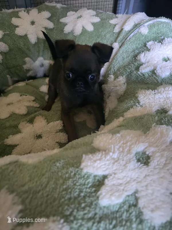 Dwayne  – Brussels Griffon puppy on hold in Pocola, OK