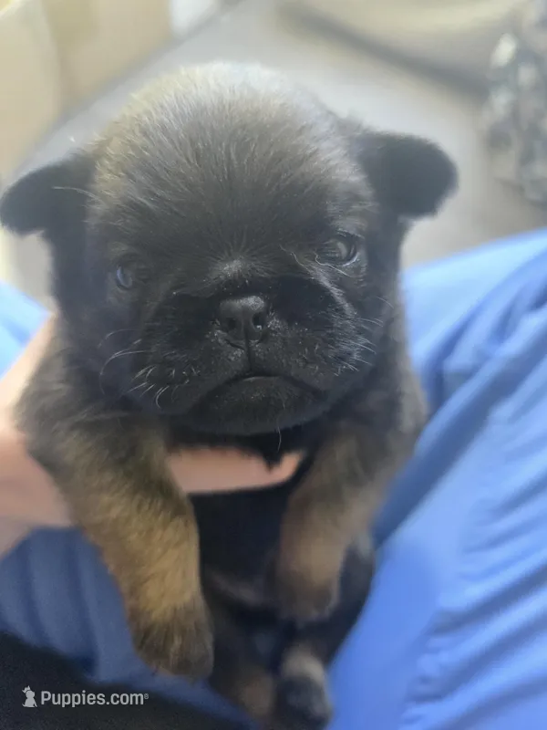 Dwayne  – Brussels Griffon puppy for sale in Pocola, OK