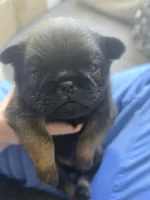 Dwayne , a male Brussels Griffon for sale in Pocola, OK – 2 of 9
