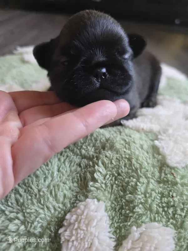 Dwayne  – Brussels Griffon puppy for sale in Pocola, OK