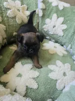Dwayne , a male Brussels Griffon for sale in Pocola, OK – 9 of 9