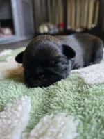 Dwayne , a male Brussels Griffon for sale in Pocola, OK – Photo 2 of 3