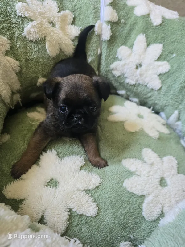 Dwayne  – Brussels Griffon puppy for sale in Pocola, OK