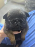 Dwayne , a male Brussels Griffon for sale in Pocola, OK – 3 of 9