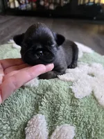 Dwayne , a male Brussels Griffon for sale in Pocola, OK – Photo 3 of 3