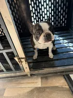 Cookie, a female Frenchton for sale in Fayetteville, NC – Photo 2 of 3