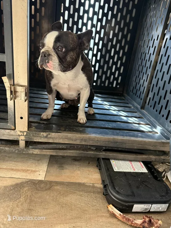 Cookie – Frenchton puppy for sale in Fayetteville, NC