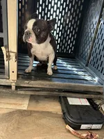 Cookie, a female Frenchton for sale in Fayetteville, NC – Photo 1 of 3