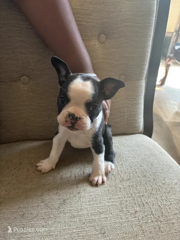Zoomy  – French Bulldog puppy for sale in Fayetteville, NC