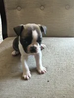 Daisy, a female French Bulldog for sale in Fayetteville, NC – 2 of 3