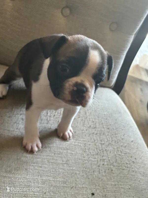 Daisy – French Bulldog puppy for sale in Fayetteville, NC