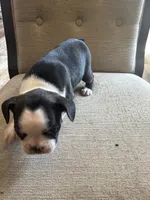 Zoomy , a female French Bulldog for sale in Fayetteville, NC – 2 of 3