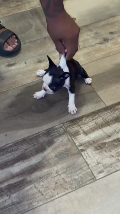 Zoomy , a female French Bulldog for sale in Fayetteville, NC – 3 of 3