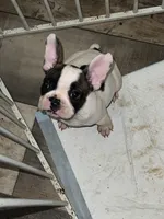 Kunfu, a female French Bulldog for sale in Fayetteville, NC – Photo 4 of 5