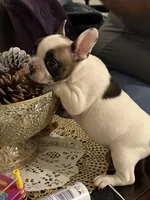 Kunfu, a female French Bulldog for sale in Fayetteville, NC – Photo 5 of 5