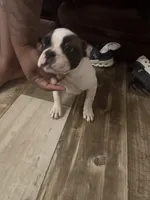 Kunfu, a female French Bulldog for sale in Fayetteville, NC – Photo 3 of 5