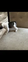 Dizzy, a female French Bulldog for sale in Fayetteville, NC – 2 of 3