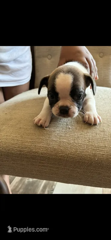 Dizzy – French Bulldog puppy for sale in Fayetteville, NC