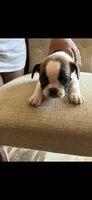 Dizzy, a female French Bulldog for sale in Fayetteville, NC – 1 of 3