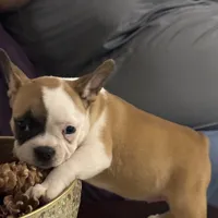 One eye (just a name), a female French Bulldog for sale in Fayetteville, NC – Photo 6 of 6